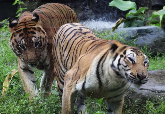 Rayakan Hari Harimau Internasional 2024 Solo Safari Bikin Tumpeng Daging