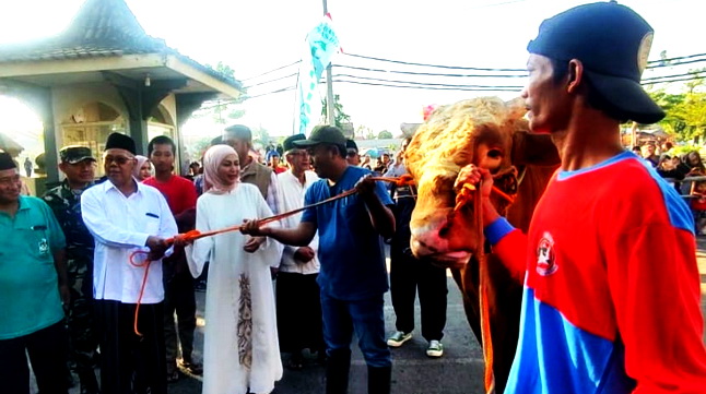 Sapi Kurban Presiden Prabowo Diserahkan ke Masjid Al Muttaqin Kaliwungu