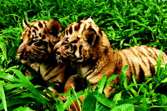Tiga anak Harimau Benggala Lahir Sehat dan Lucu di Solo Safari