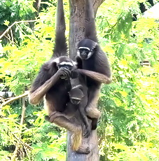 Joos Taman Safari Indonesia Rayakan Kelahiran keluarga Baru: Komitmen Berkelanjutan untuk Konservasi Satwa Langka