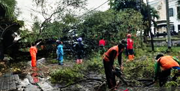 Pohon Besar di Solo Safari Tumbang akibat Hujan Deras Disertai Angin